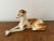 Stunning antique German porcelain reclining wolfhound borzoi dog. An elegant sculpture to accent any style decor....