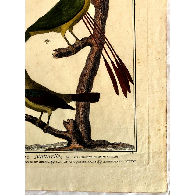 Paper 18th-Century Pair of French Hand-Colored Copperplate Engravings of Exotic Birds, by François-Nicolas Martinet For Sale - Image 7 of 18