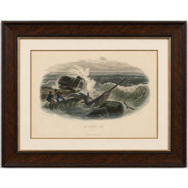 Le Squale Scie (Sawfish), Hand-Colored Engraving, 1840 An energetic marine scene showing fishermen struggling to secure a...