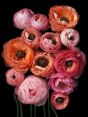 Photographic Botanical Print, “Abundance” by Artist Debi Shapiro