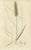 Gold After James Sowerby, Botanical Illustrations of Bromus Brome Grasses, 1830s, Engravings, Set of 8 For Sale - Image 8 of 10