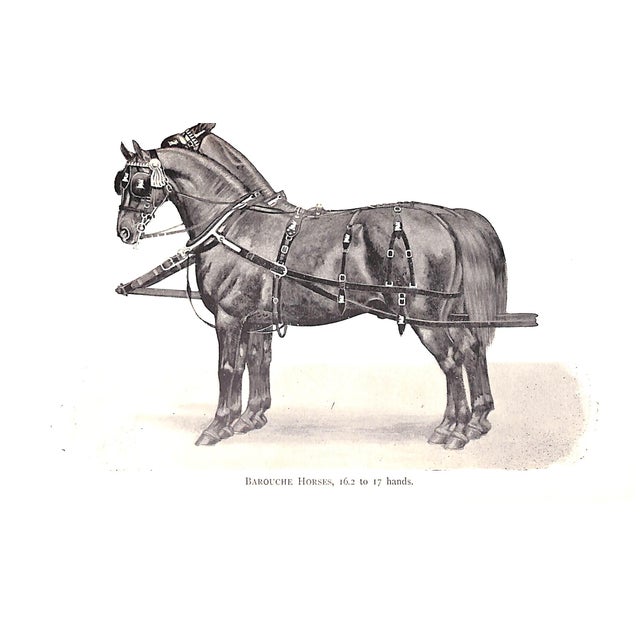 Traditional "The Harness Horse" 1898 Gilbey, Sir Walter Bart. For Sale - Image 3 of 6