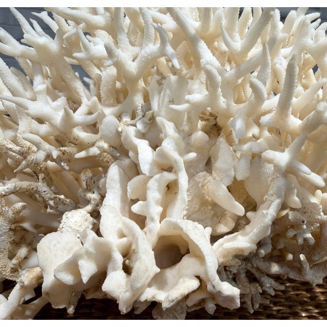 Late 20th Century Late 20th Century Large Natural White Branching Coral Reef Specimen Coastal Ocean Decor 9" For Sale - Image 5 of 7