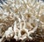 Late 20th Century Late 20th Century Large Natural White Branching Coral Reef Specimen Coastal Ocean Decor 9" For Sale - Image 5 of 7