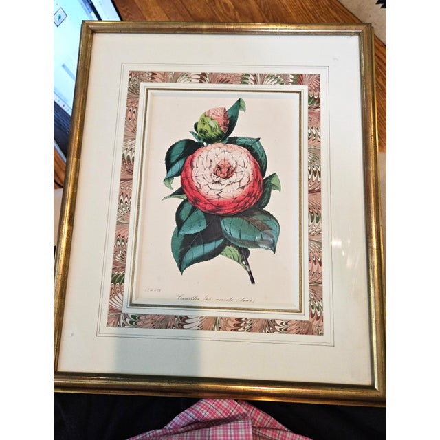 Antique Botanical Prints by Sir Joseph Paxton From the Magazine of Botany For Sale - Image 9 of 17