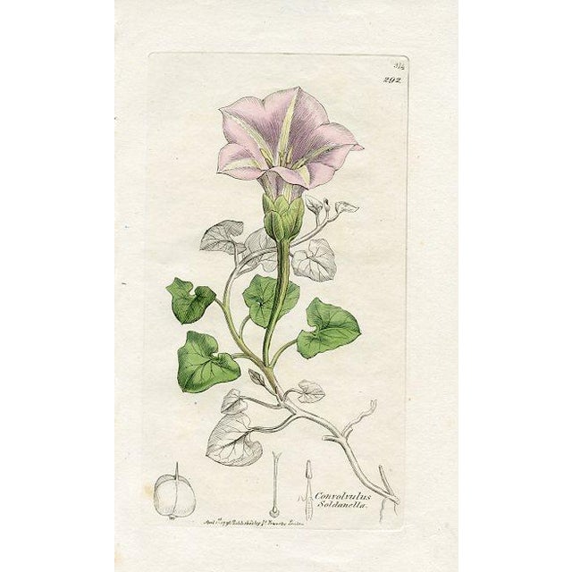 Original hand-colored botanical print from an early edition of “English Botany”, the monumental work by James Sowerby that...