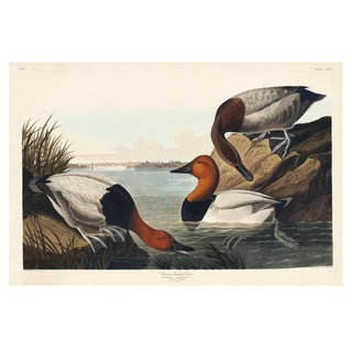 Canvas Backed Duck, Vintage Art Print Reproduction From Birds of America by John James Audubon, 60" X 40" For Sale