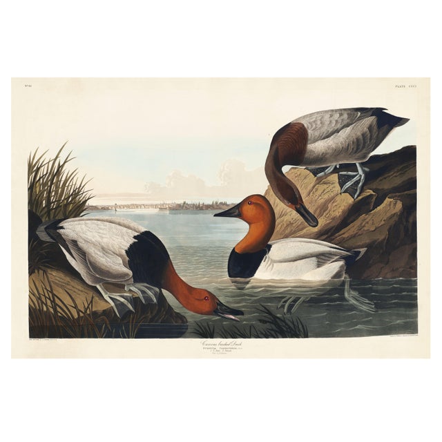 Canvas Backed Duck, Vintage Art Print Reproduction From Birds of America by John James Audubon, 60" X 40" For Sale