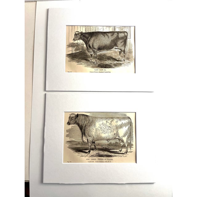 This is a pair of wonderful antique book illustrations, c. 1865 of the cow, Lady Sale, and the bull, Prince of Wales....