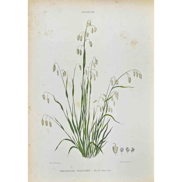 Lithograph hand watercolored. Plate from "Atlante di Botanica popolare ossia Illustrazione di Piante Notevoli di ogni...