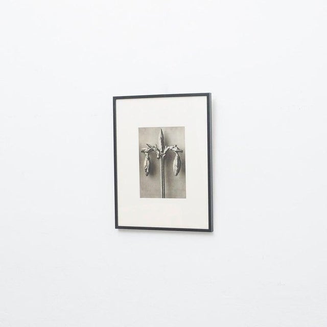 Karl Blossfeldt, Black and White Botanical Image, 1942, Photogravure, Framed For Sale - Image 11 of 16