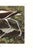 Not Yet Made - Made To Order American Avocet, Museum Style Audubon Bird Print, 48" X 32" For Sale - Image 5 of 12