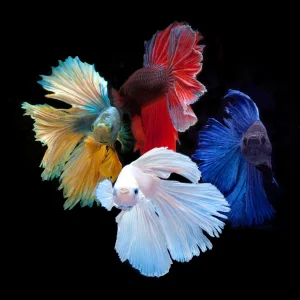 "Betta Kings" Contemporary Original Color Photograph of Betta Fish by Michael Filonow