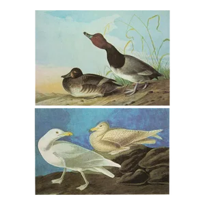 1966 Vintage Cottage Print "Red-Headed Duck and Glaucous Gull" After John James Audubon