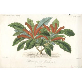 Francois Herincq "Hernicquia Floribunda" 1864 Lithograph For Sale