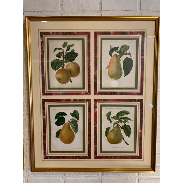 Engraved prints of pears and apples. Artists Ebenhusen and Rupp. Printed and colored in Stuttgart in 1894.