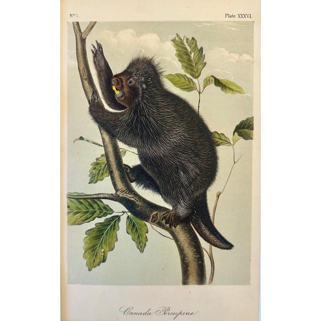 Original first edition octavo lithograph from John James Audubon's Quadrupeds of North America, published in 1854, New...