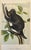 Original first edition octavo lithograph from John James Audubon's Quadrupeds of North America, published in 1854, New...
