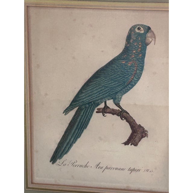 Antique Jacques Barraband Green Parrot Engraving, Plate Xv, Early 19th Century, Gilt Framed For Sale - Image 9 of 12