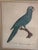 Antique Jacques Barraband Green Parrot Engraving, Plate Xv, Early 19th Century, Gilt Framed For Sale - Image 9 of 12