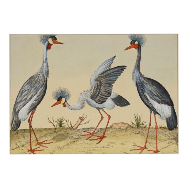 "Three Herons" - Hand Watercolor Engraving by Nicolas Robert For Sale