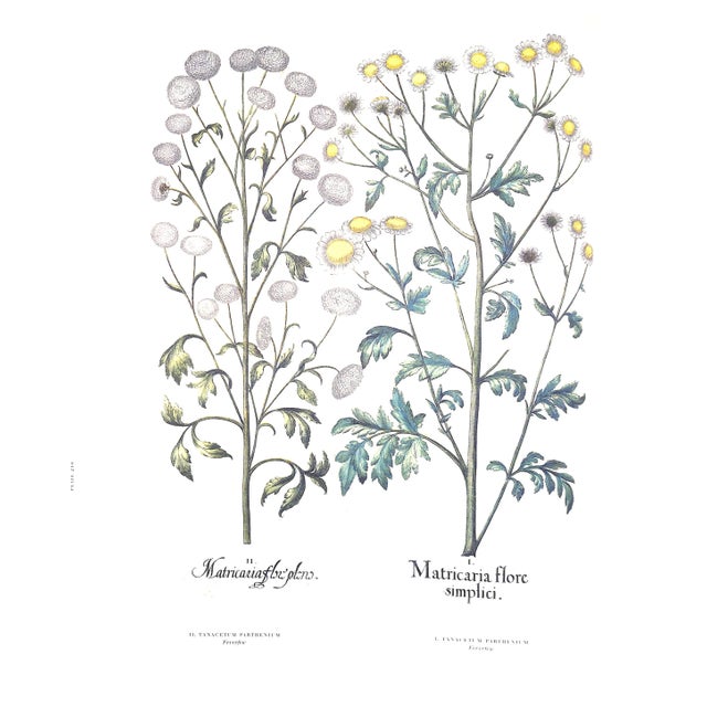 "The Garden at Eichstatt: The Book of Plants" 2000 Besler, Basilius For Sale In New York - Image 6 of 9