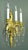 Mid 20th Century Mid 20th Century Restored French Gold Gilded Bronze & Crystal 3 Arm Wall Sconces - a Pair For Sale - Image 5 of 13