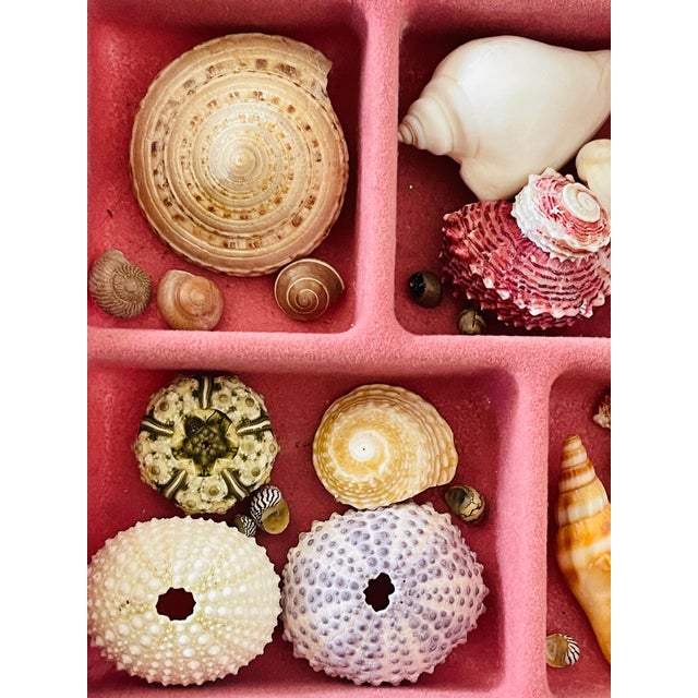 Coastal 1970s Cute Small Sea Shell Collection in Velvet Tray For Sale - Image 3 of 3