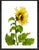 Watercolor Painting Giclee Print Sunflower For Sale - Image 4 of 4
