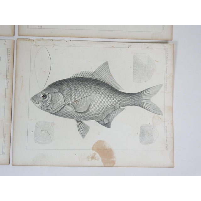 Mid 19th Century Mid 19th Century Us Pacifc Railroad Fish Lithograph Book Plates - Set of 4 For Sale - Image 5 of 6