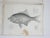 Mid 19th Century Mid 19th Century Us Pacifc Railroad Fish Lithograph Book Plates - Set of 4 For Sale - Image 5 of 6