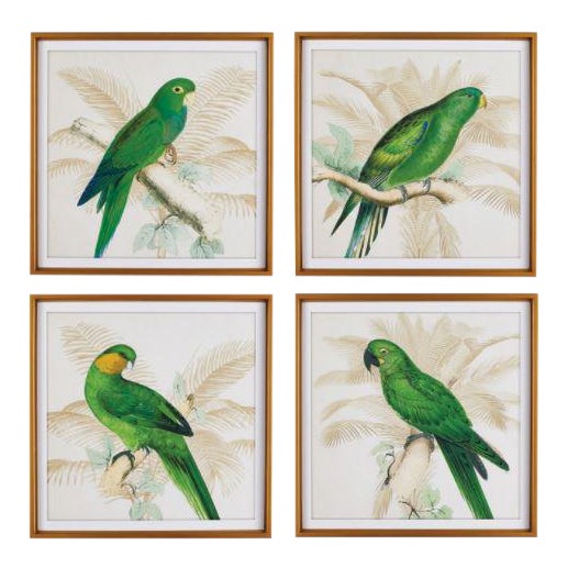 Green Parrots Study from Kenneth Ludwig Chicago - Set of 4, Framed For Sale