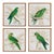 Green Parrots Study from Kenneth Ludwig Chicago - Set of 4, Framed For Sale