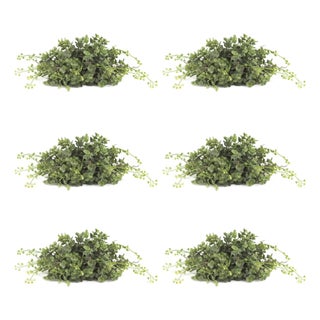 Spring Boxwood Foliage Half Orb (Set of 6) For Sale