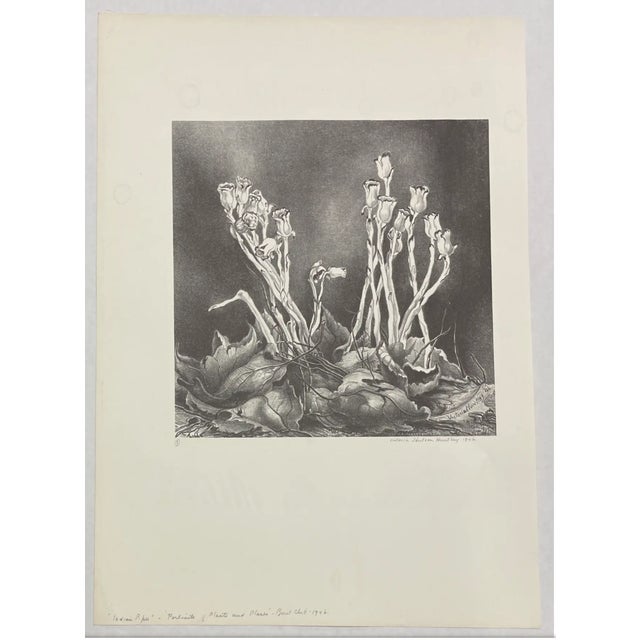 1946 Victoria Hutson Huntley Indian Pipes Botanical Lithograph | Chairish