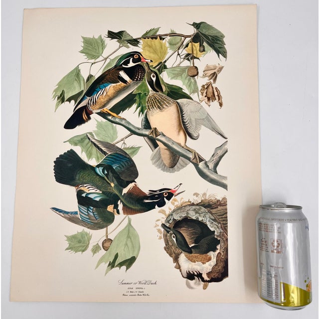 Audubon Bird Print – “Summer or Wood Duck”, 1964 Abrams Folio – Vintage Ornithology Art 1964 print from "The Audubon...