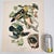 Audubon Bird Print – “Summer or Wood Duck”, 1964 Abrams Folio – Vintage Ornithology Art 1964 print from "The Audubon...