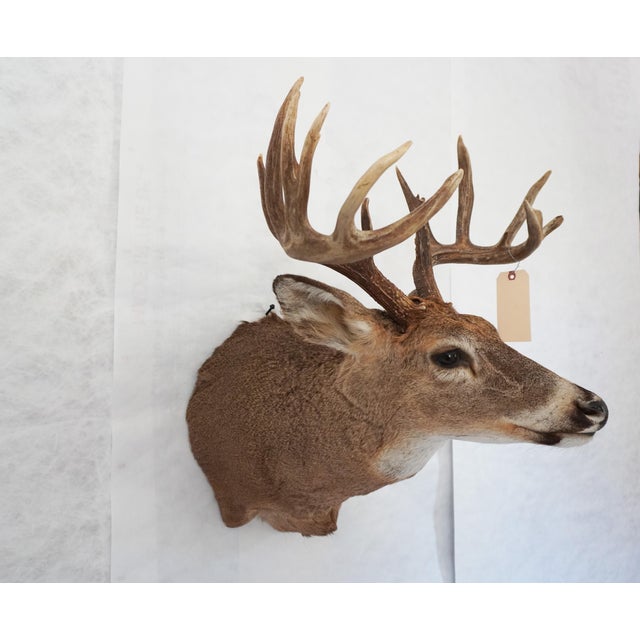 American White Tail Deer Head & Shoulder Mount For Sale - Image 3 of 18