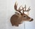 American White Tail Deer Head & Shoulder Mount For Sale - Image 3 of 18