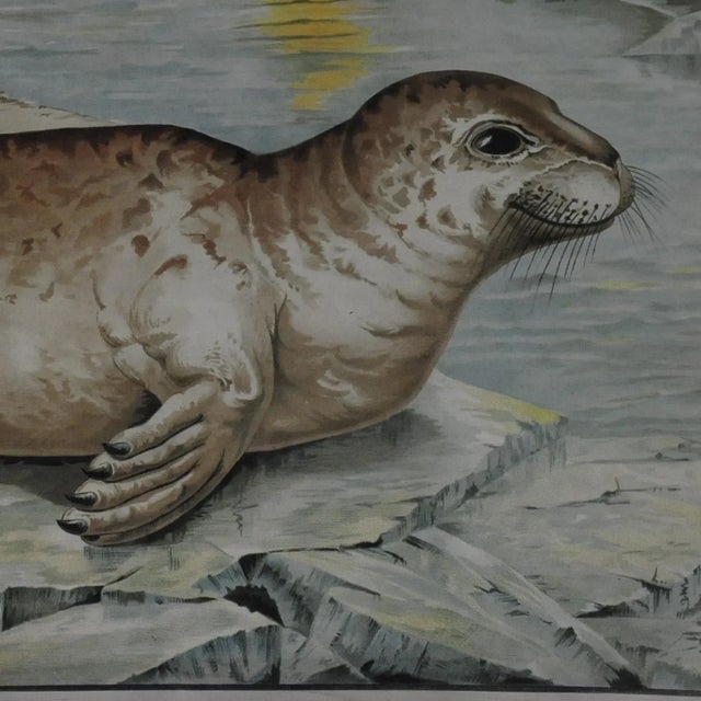 Vintage Seal Marine Wildlife Wall Chart Poster For Sale - Image 6 of 7