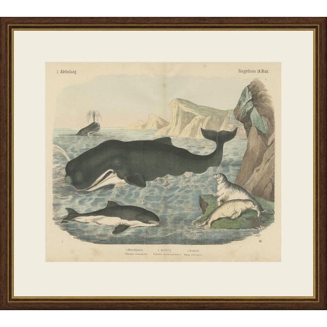 This antique natural history print shows a sperm whale, a harbour porpoise and harbour seals, an original plate from c. F....