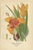 Antique Chromolithographs of Peacock Tiger-Flower, Crocus & Ixia – 1897 A vibrant set of three original chromolithographs...
