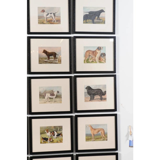 Glass Single Print - Cassell, Petter, Galpin & Co Chromolithograph Dog Print in Black Frame For Sale - Image 7 of 12