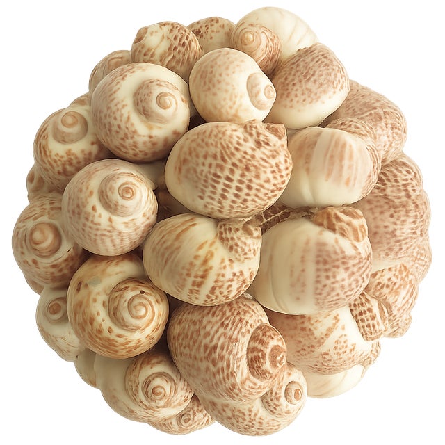 Elevate your coastal decor with this striking collection of six handcrafted shell spheres, each meticulously composed of...