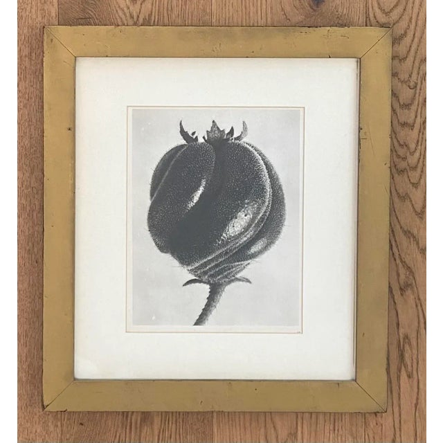 Set of two vintage Karl Blossfeldt botanic prints, most likely from a hotel. Prints themselves in excellent condition,...