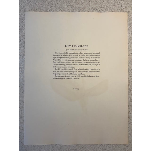 Lily Twayblade Beautiful two page botanical color print pair from a very fine 19th C. archive. 11" x 14", unframed. Crisp...