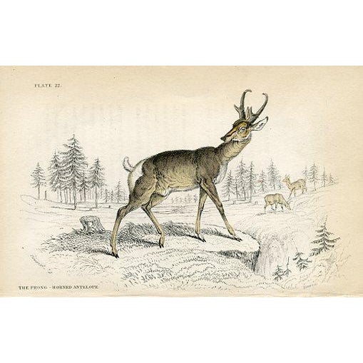 Original hand-colored antique Mammal print from "The Naturalist's Library", a multi-volume natural history folio published...