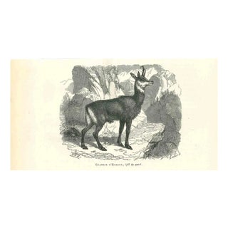Paul Gervais, The Antelope, 1854, Lithograph For Sale