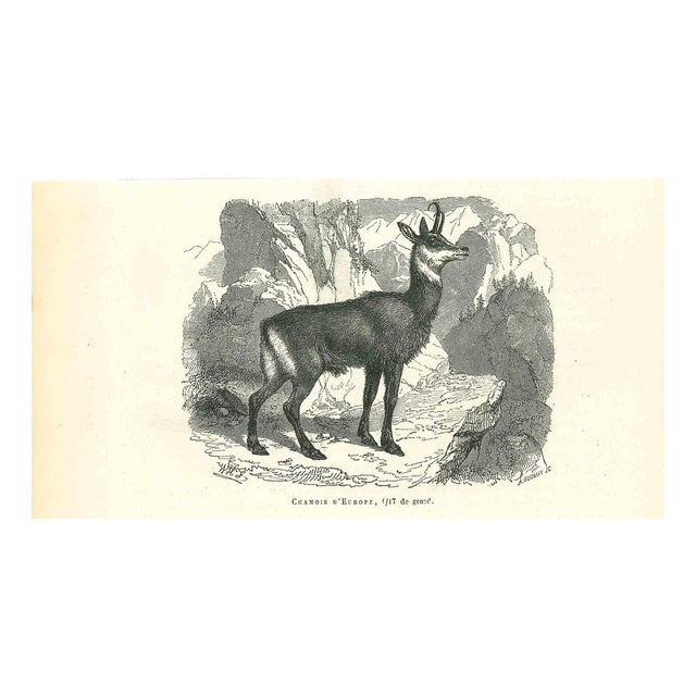 Paul Gervais, The Antelope, 1854, Lithograph For Sale