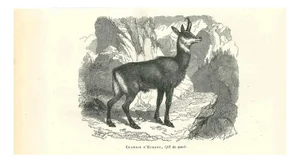 Paul Gervais, The Antelope, 1854, Lithograph